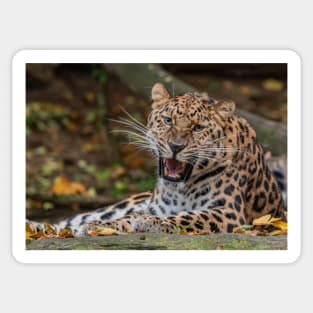 Roaring Leopard Sticker